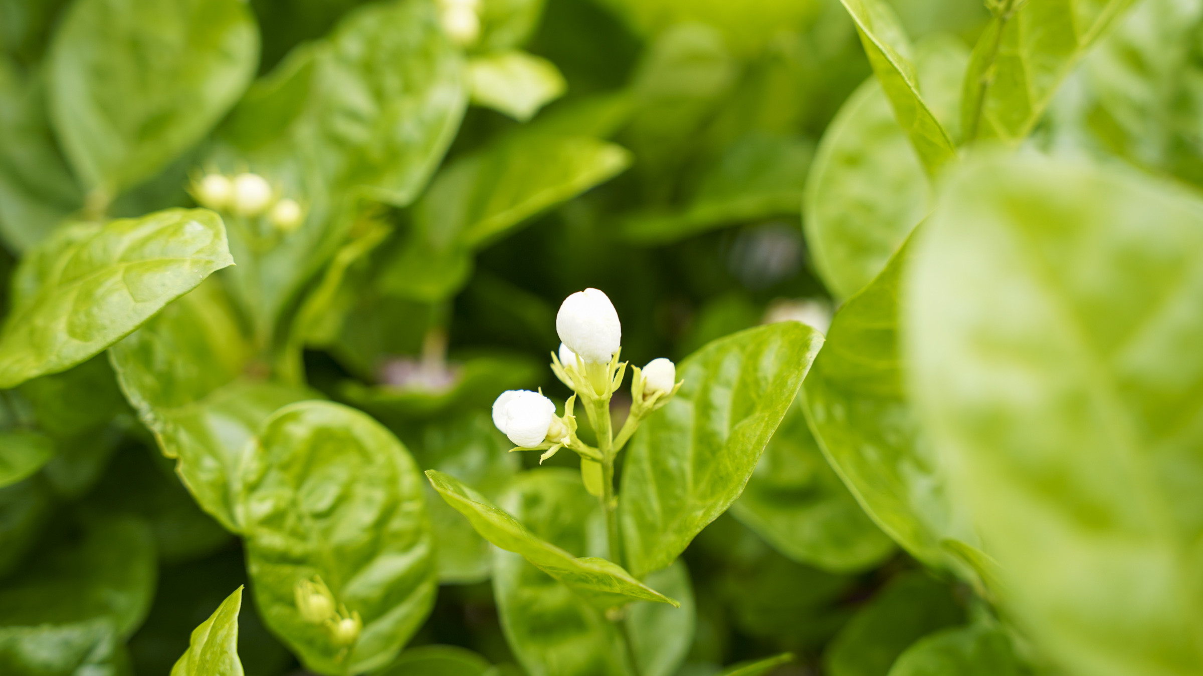 大晃茶業茉莉花 窨花茶介紹