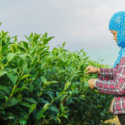 大晃茶業全新商用茶品系正式揭開序幕