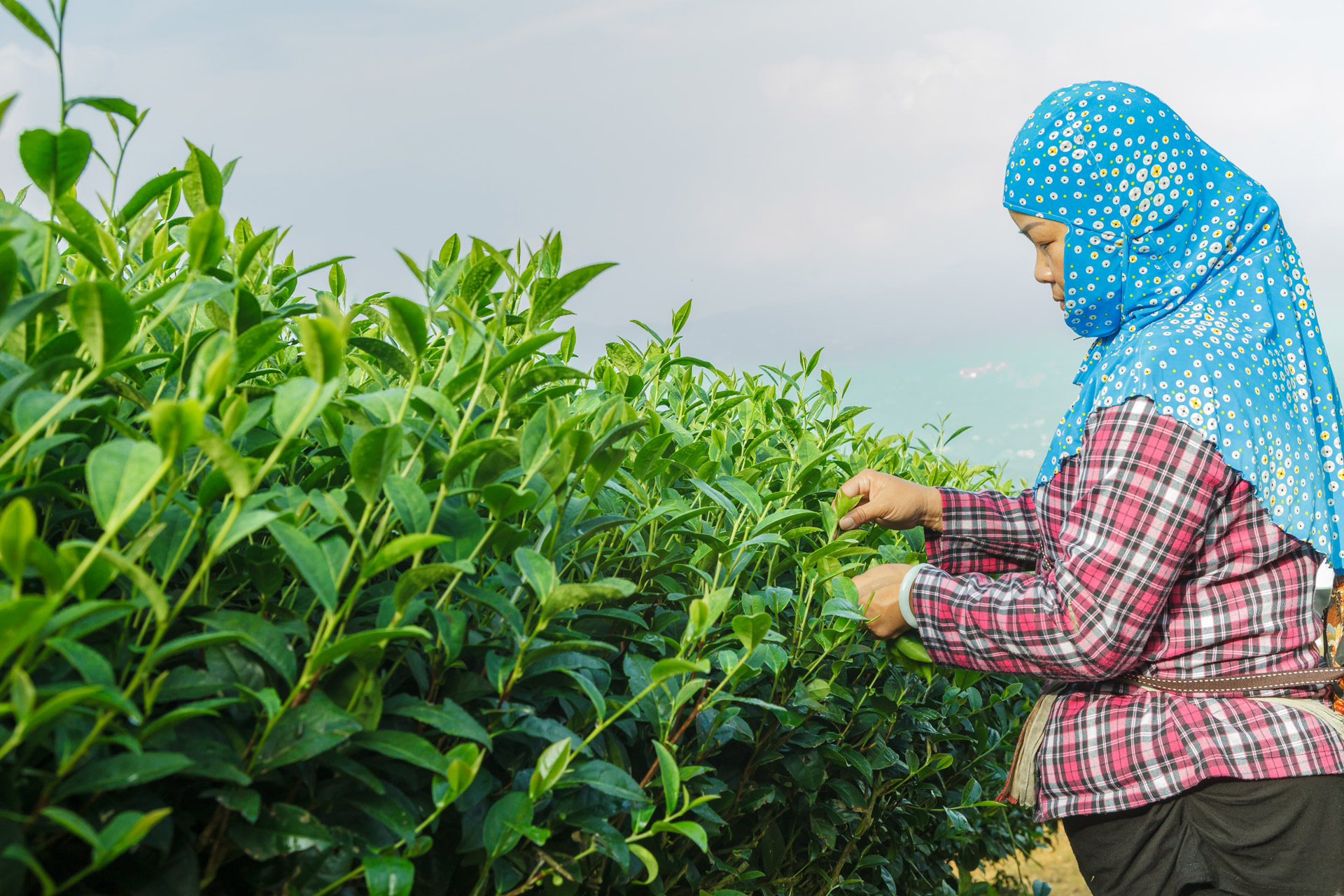 大晃茶業全新商用茶品系正式揭開序幕