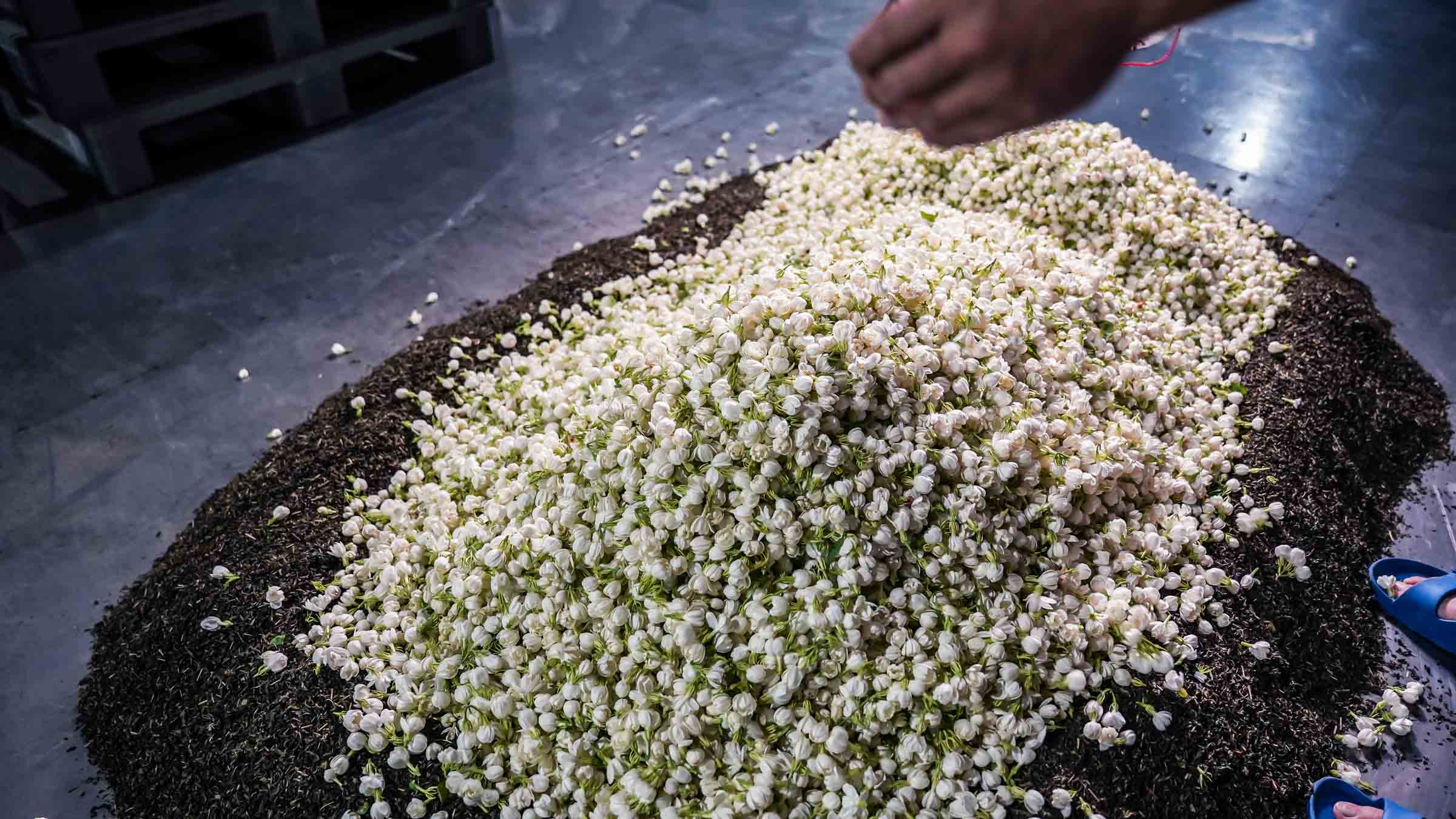 台灣最優質的窨製花茶窨製花茶種類介紹