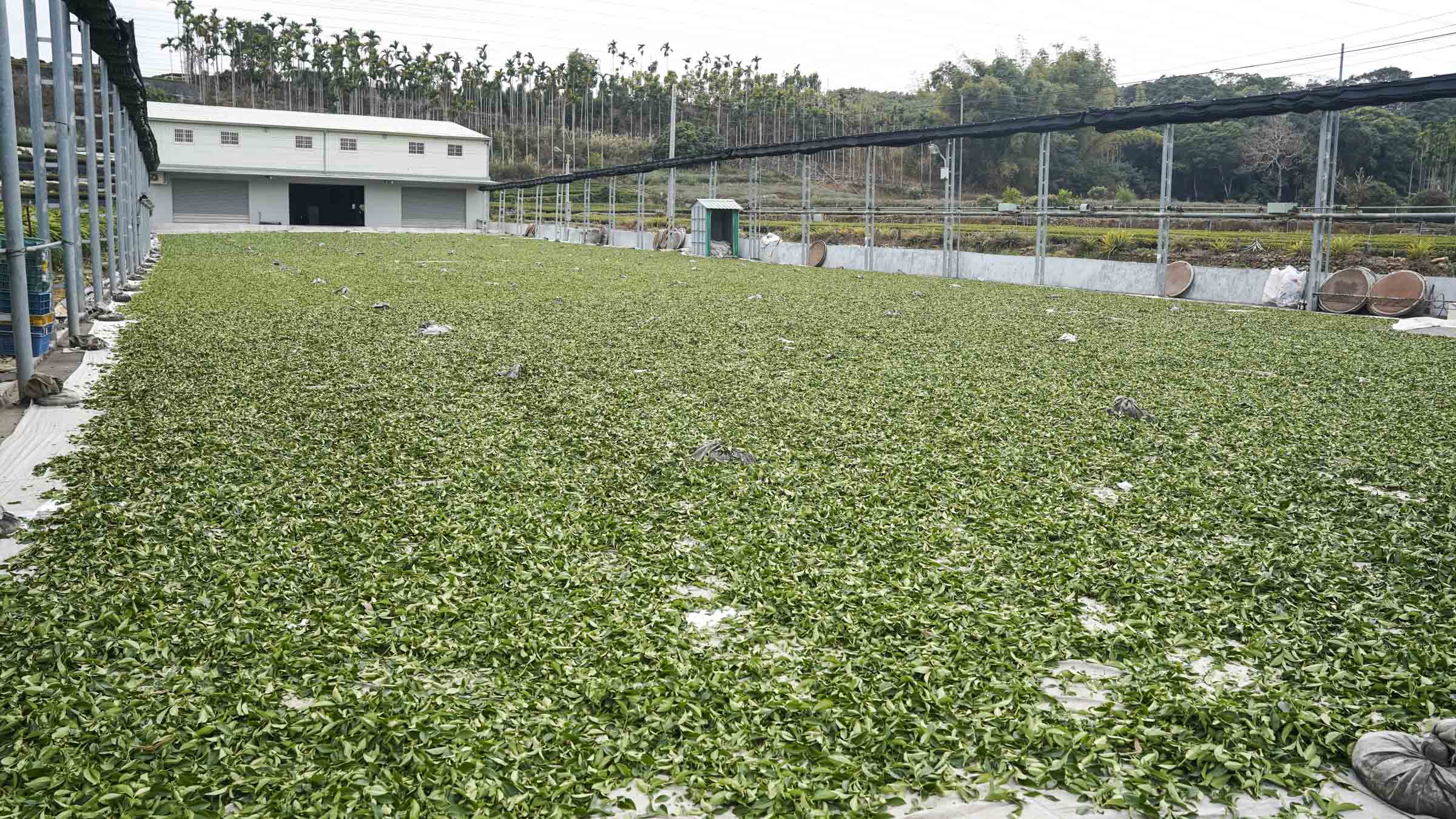 台灣最優質的窨製花茶窨製花茶種類介紹