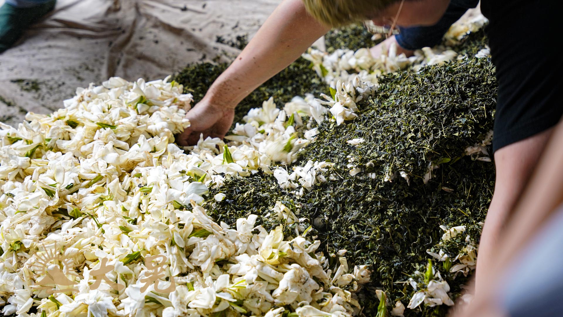 梔子花茶的製作梔子花與茶葉的完美結合