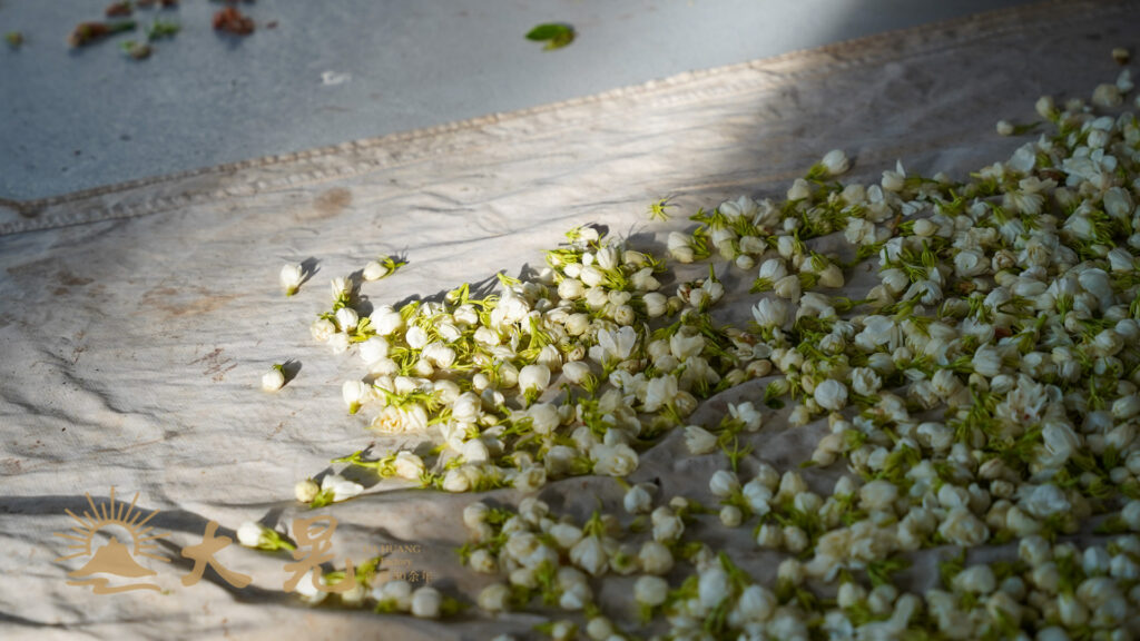 茉莉窨花茶(茉莉花茶)製作流程