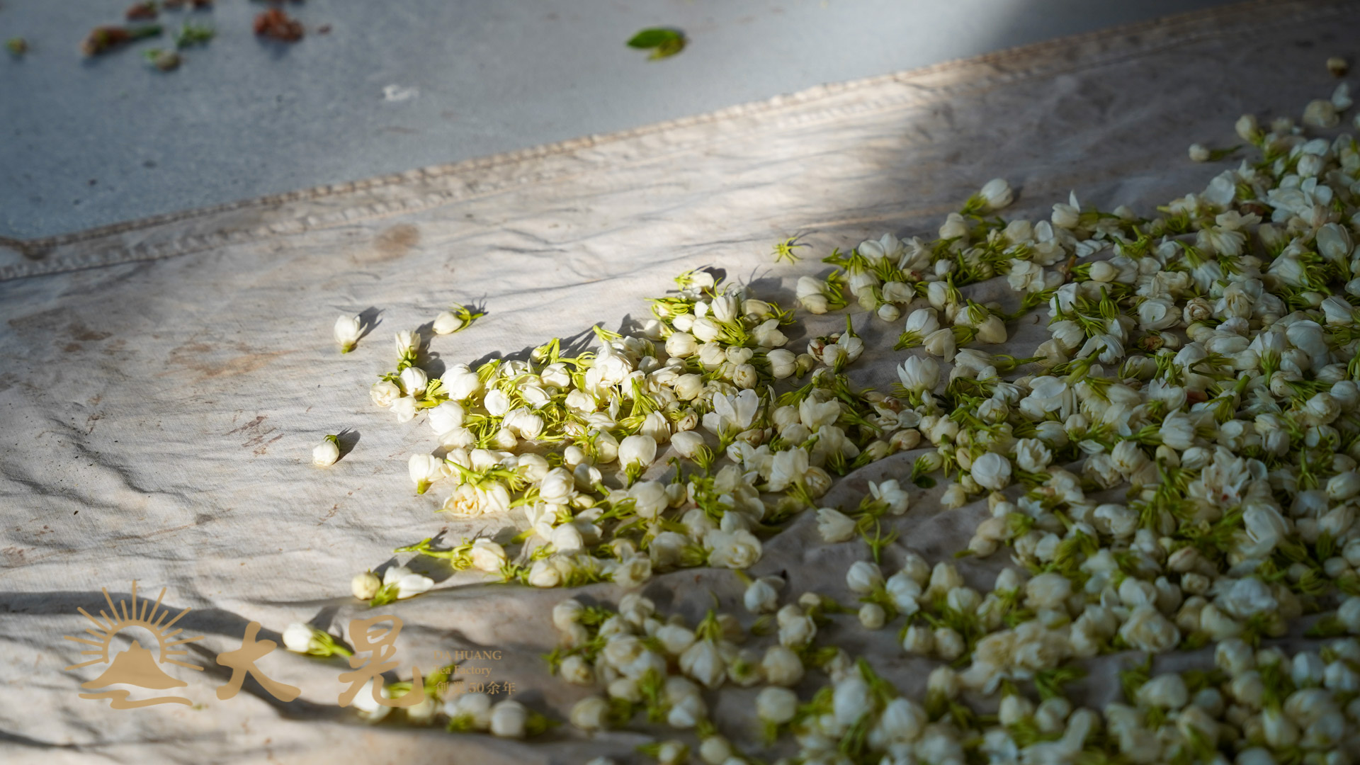 茉莉窨花茶茉莉花茶製作流程