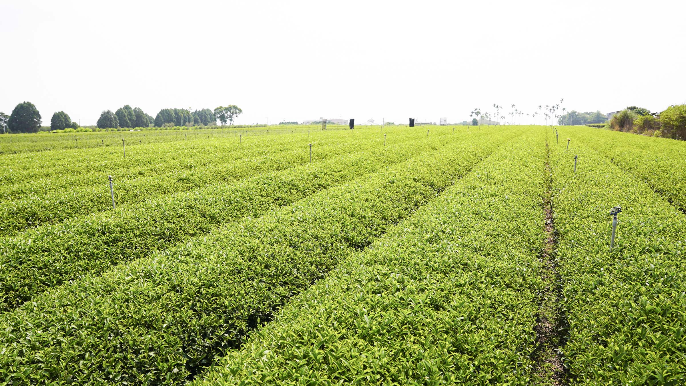 大晃茶業冬茶推薦