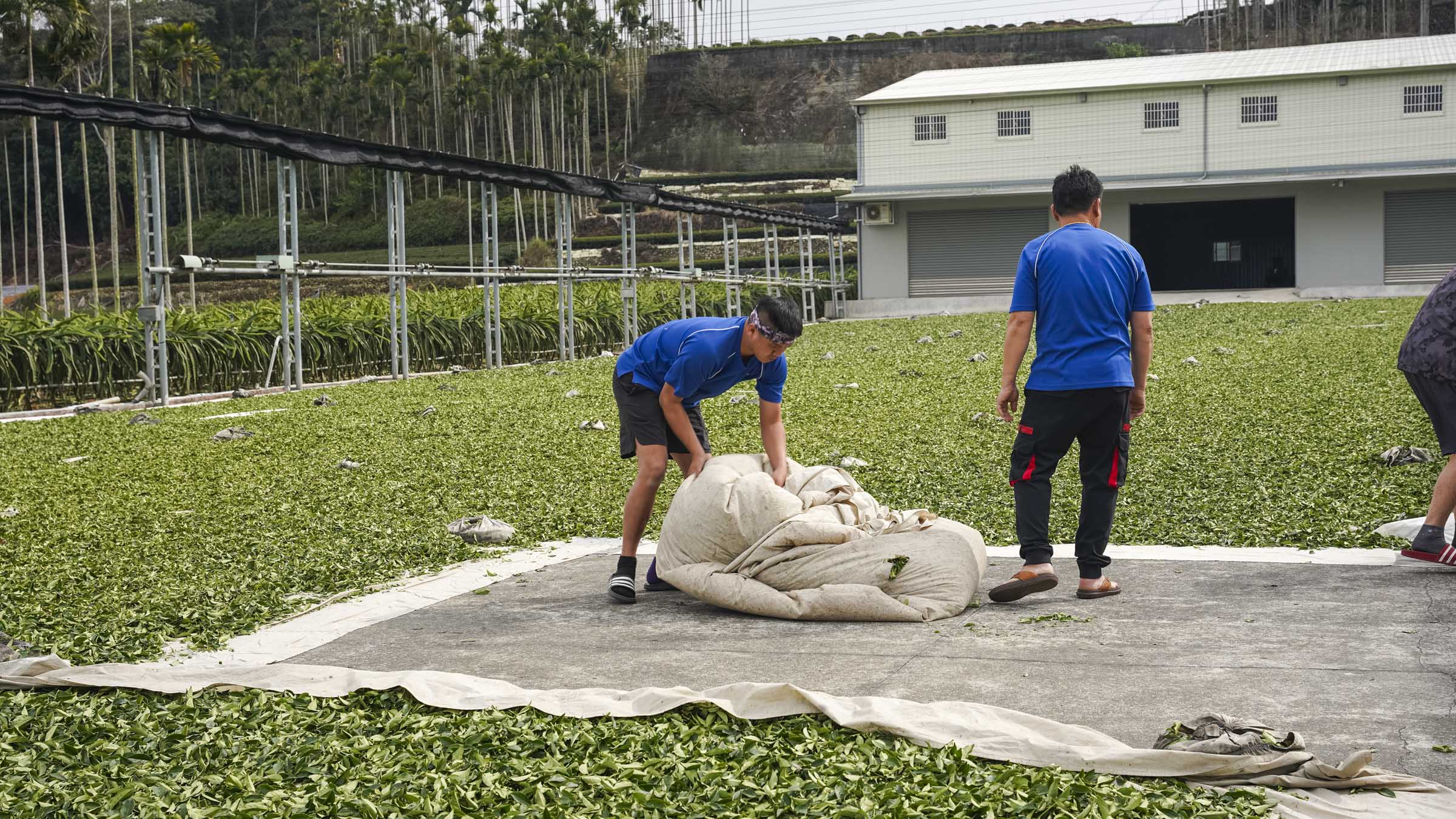 南投名間鄉｜臺灣茶葉之鄉