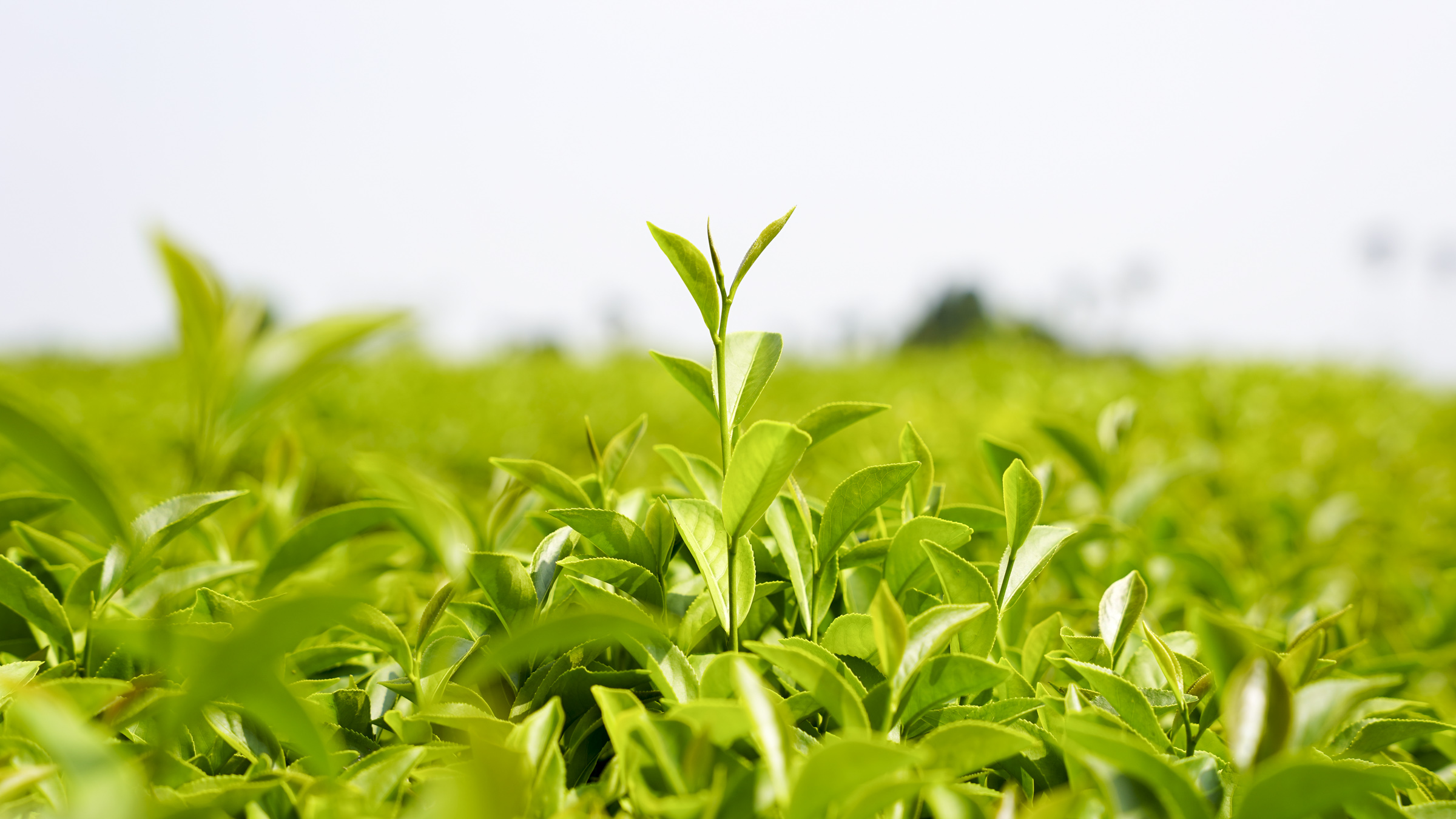 阿里山高山茶｜體驗高山茶吸引力