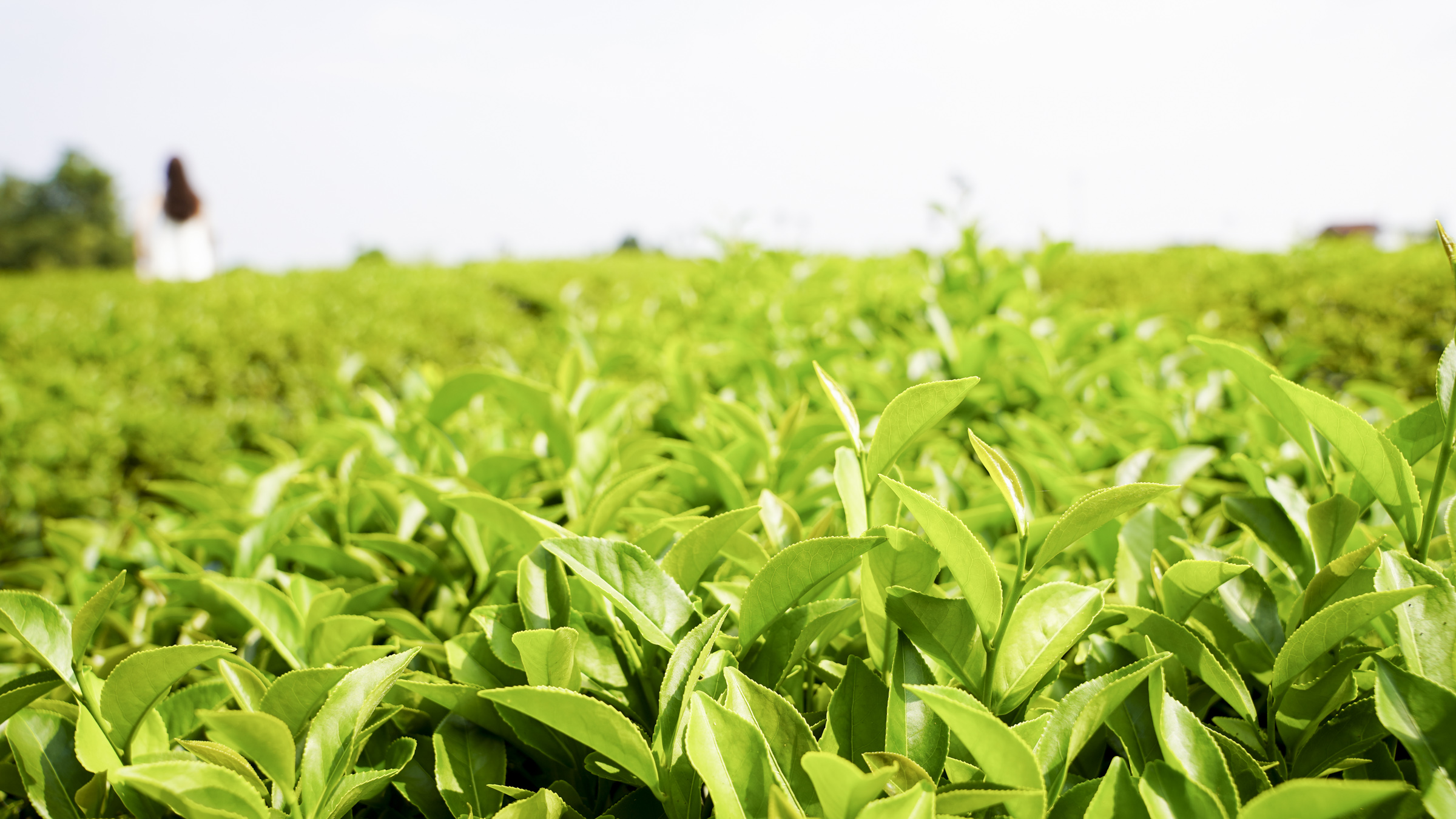 阿里山高山茶｜體驗高山茶吸引力