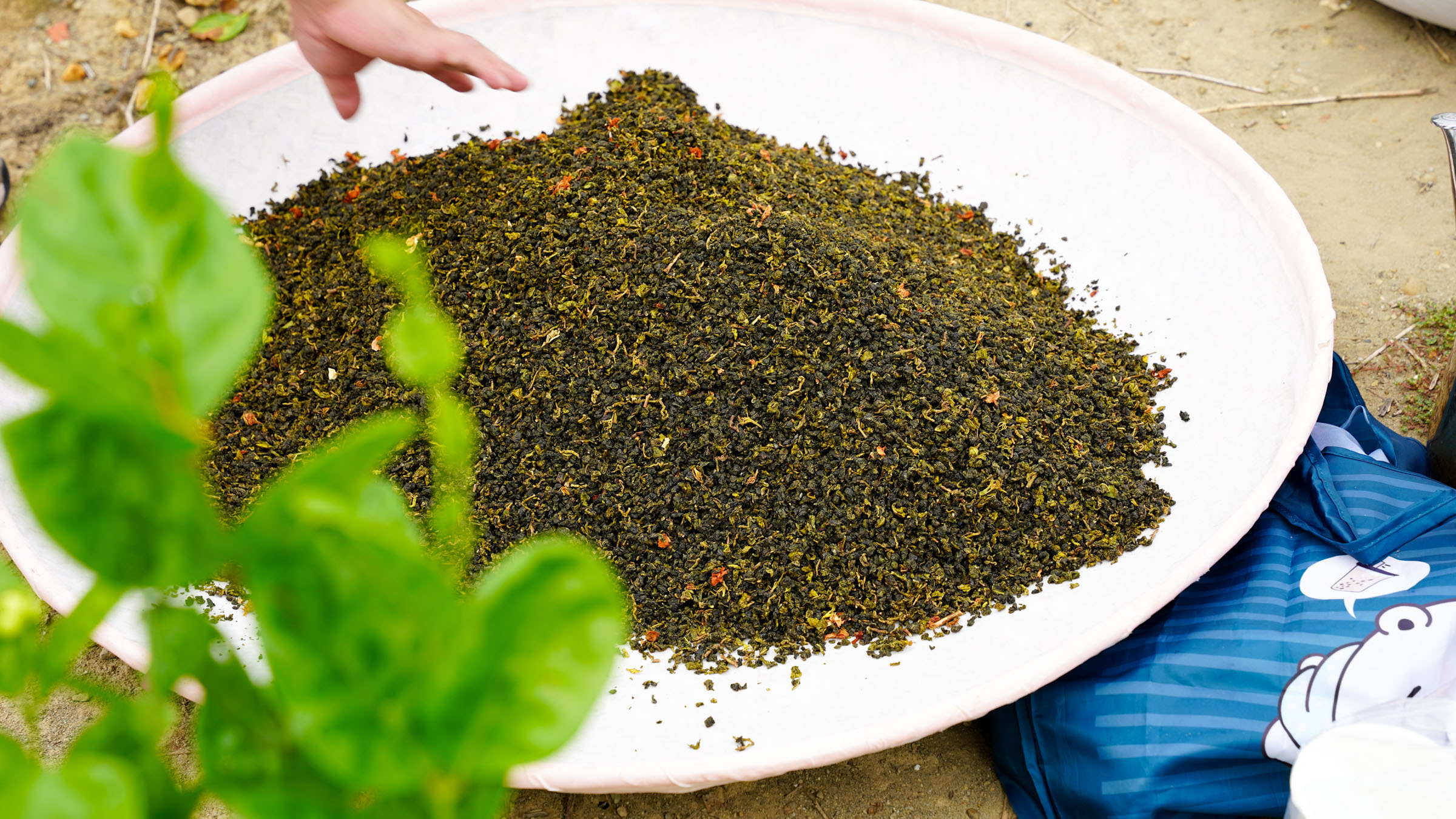 商用茶葉供應商|台灣茶飲品牌指定合作 大晃茶業手搖飲茶葉批發商 商用茶葉供應商|台灣茶飲品牌指定合作