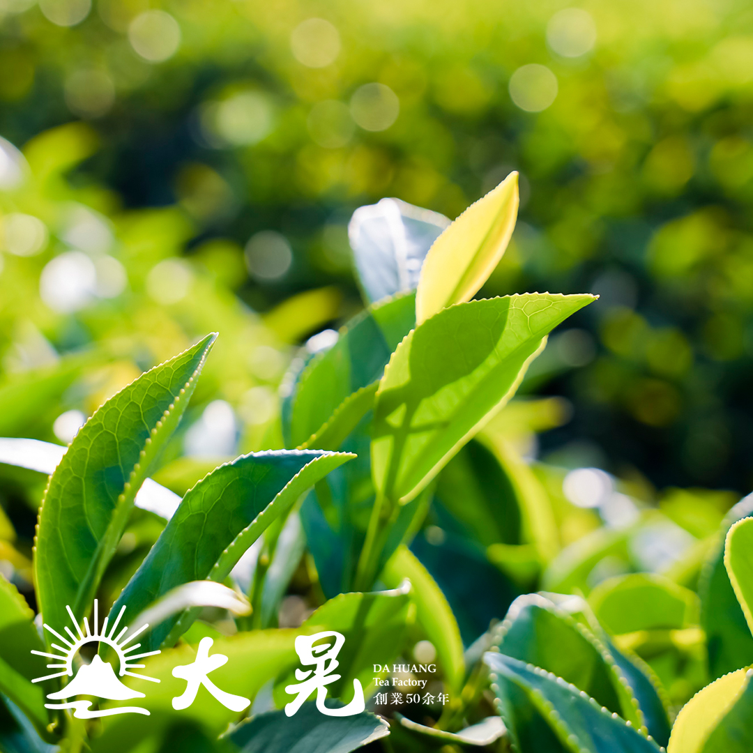 南投名間精品有機茶葉推薦