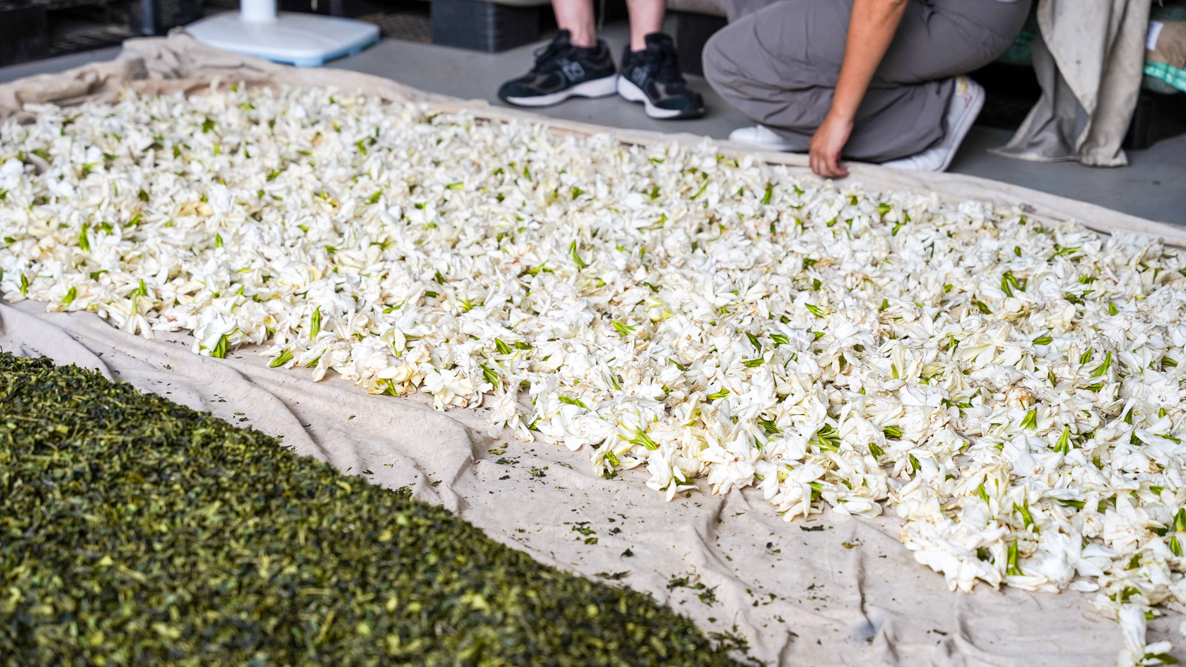 梔子花茶夏日新寵 大晃茶業手搖飲茶葉批發商 梔子花茶夏日新寵