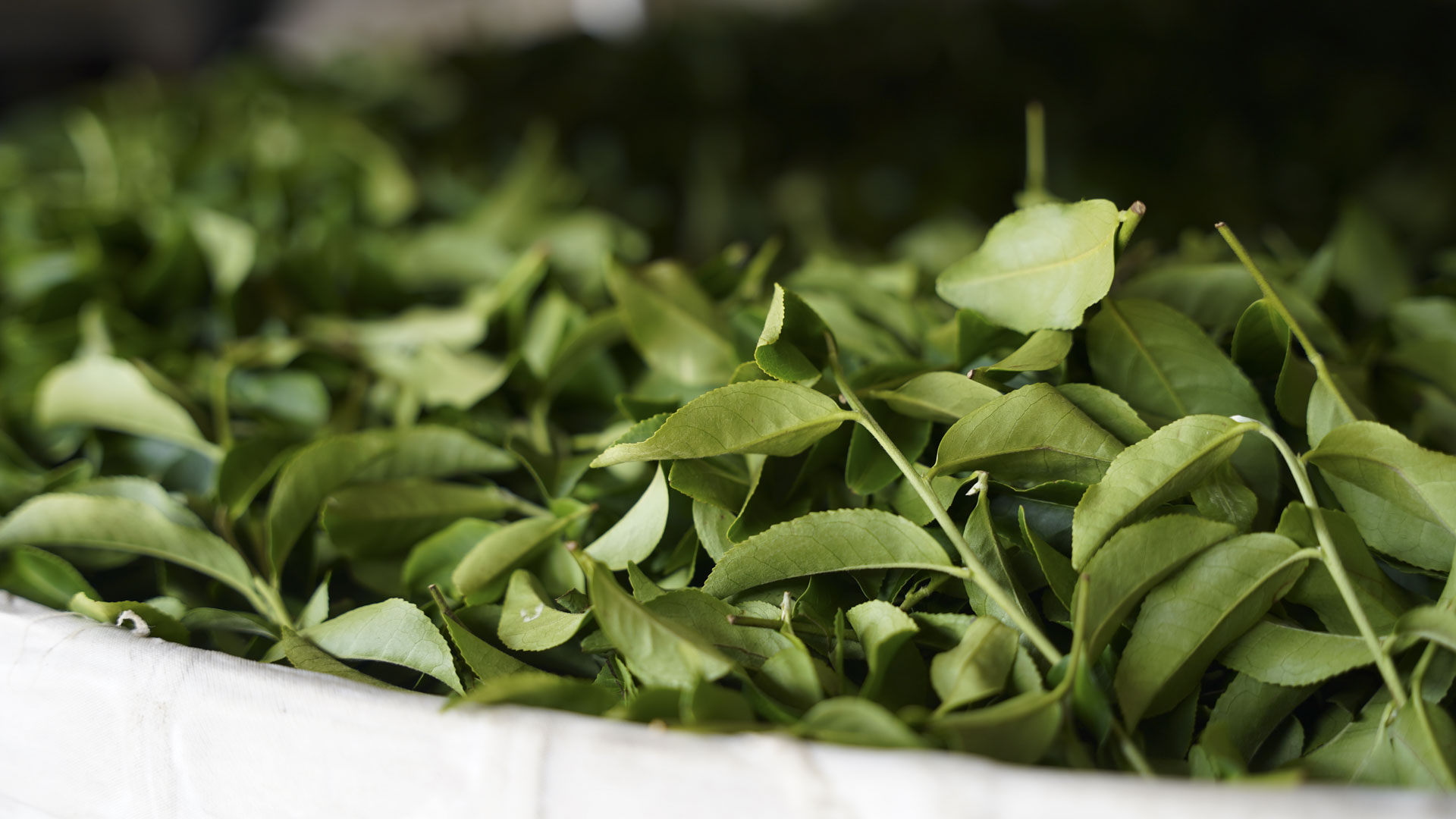 大晃茶業的明星之作蟬鳴烏龍