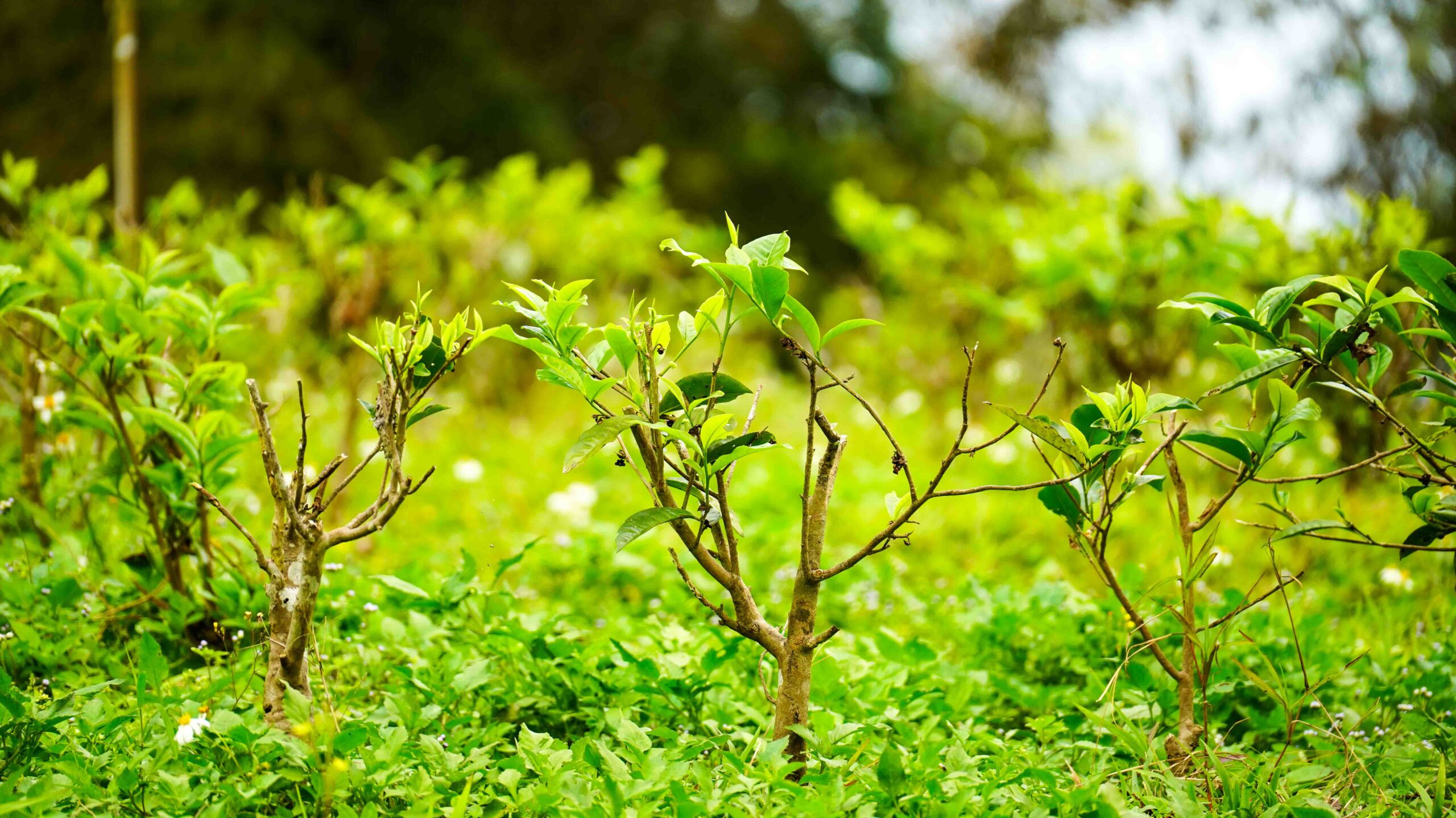 什麼是蟬鳴青茶