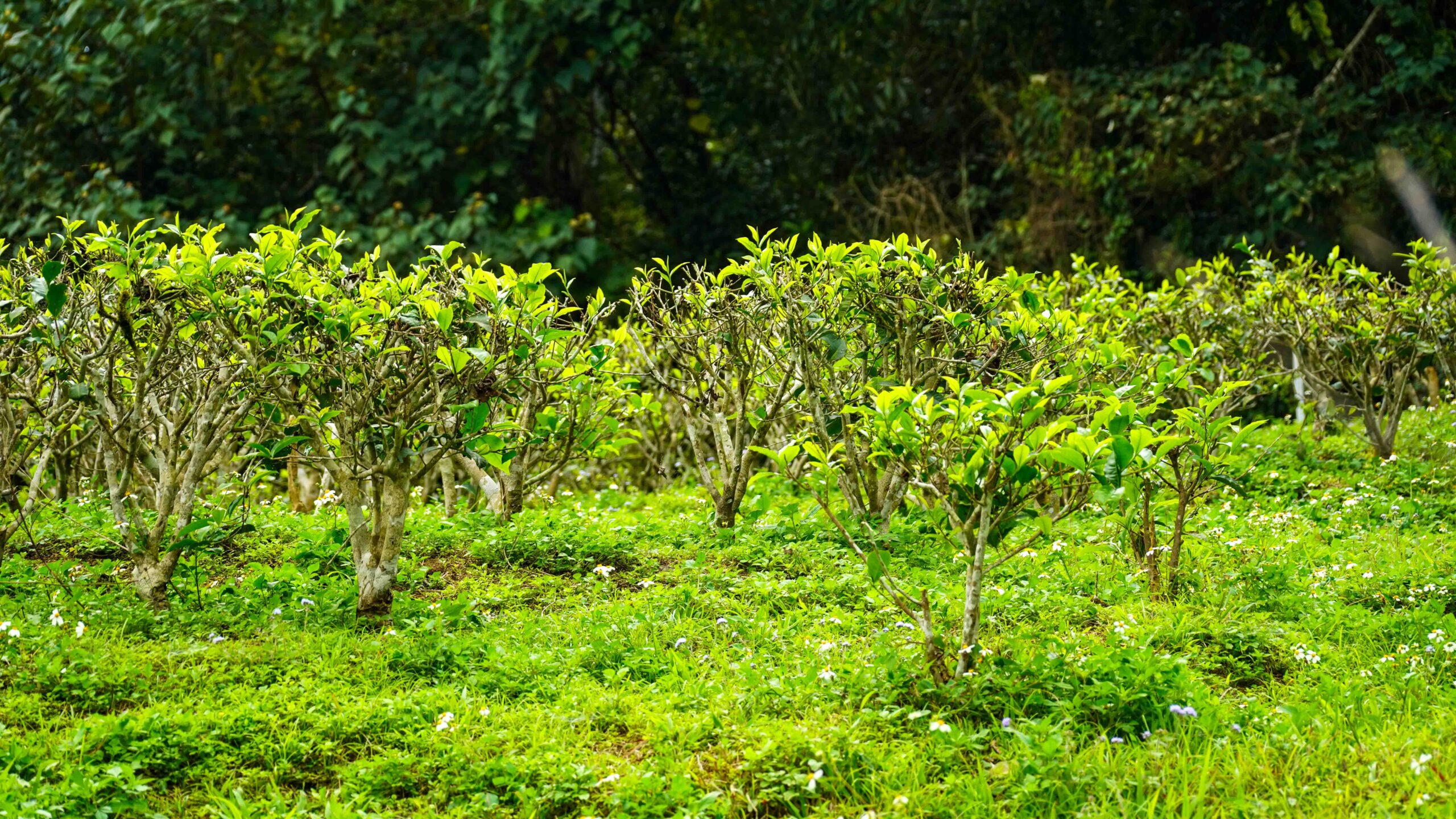 大晃茶業與土地農法無毒堅持