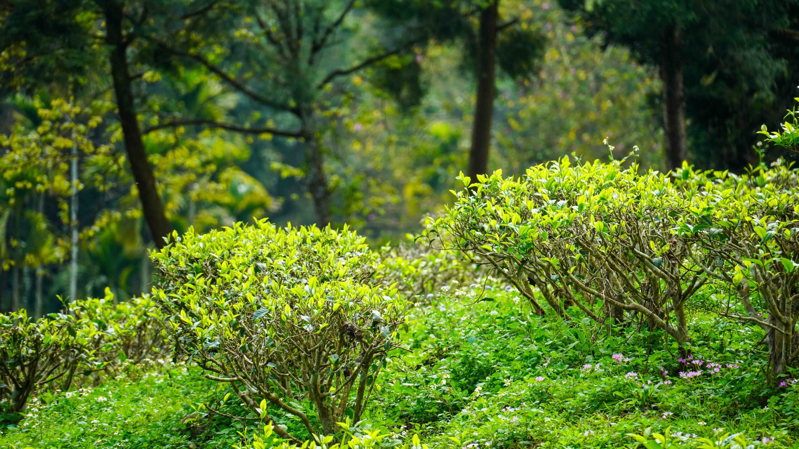 什麼是蟬鳴青茶