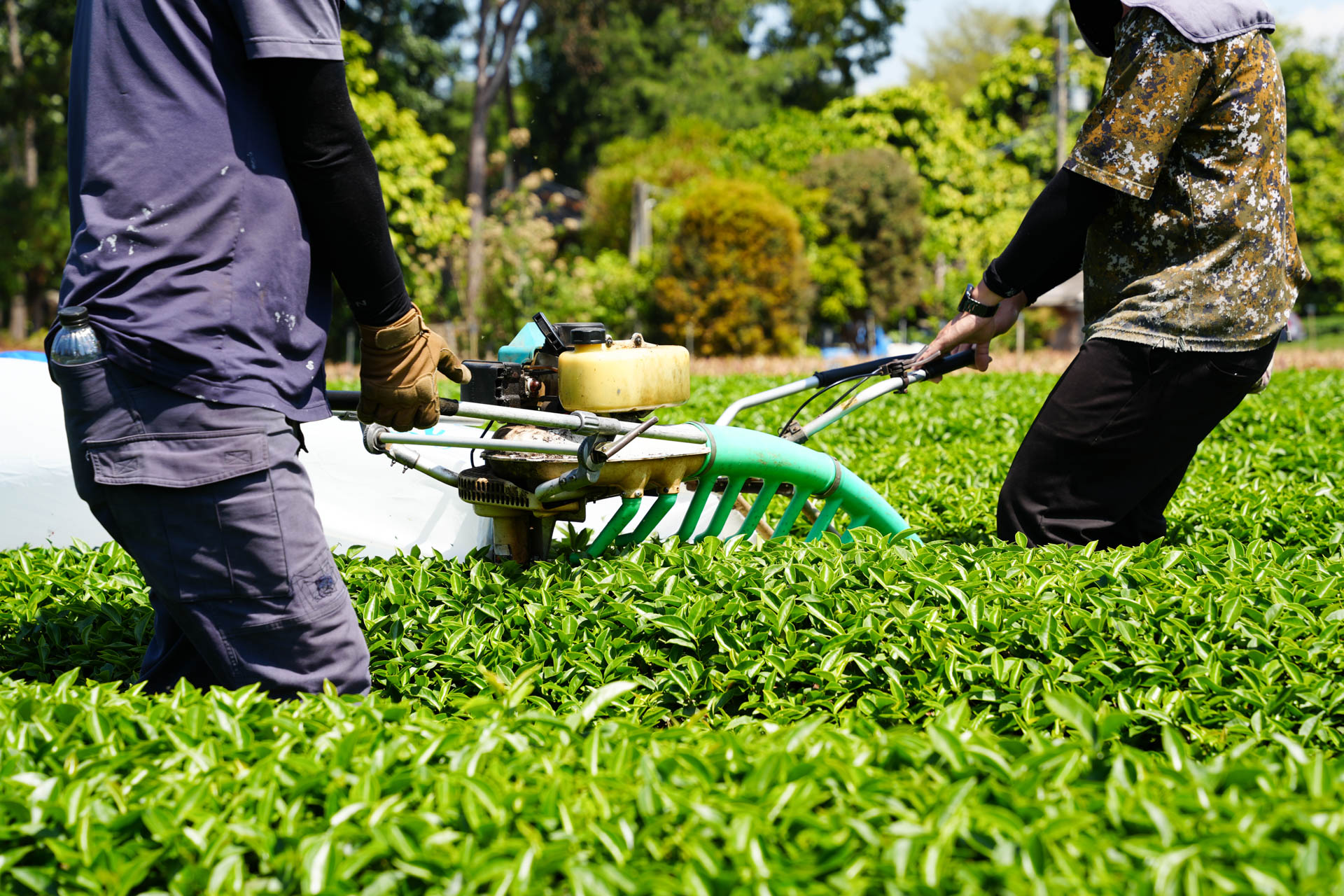 南投名間的紅土地上大晃茶業堅持永續經營承載台灣精品茶文化 大晃茶業手搖飲茶葉批發商 南投名間的紅土地上大晃茶業堅持永續經營承載台灣精品茶文化