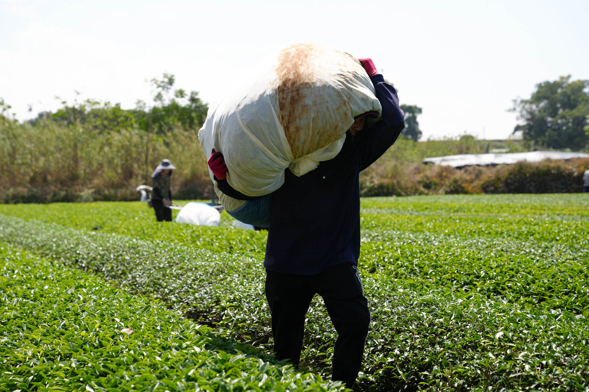 南投名間的紅土地上大晃茶業堅持永續經營承載台灣精品茶文化 大晃茶業手搖飲茶葉批發商 南投名間的紅土地上大晃茶業堅持永續經營承載台灣精品茶文化
