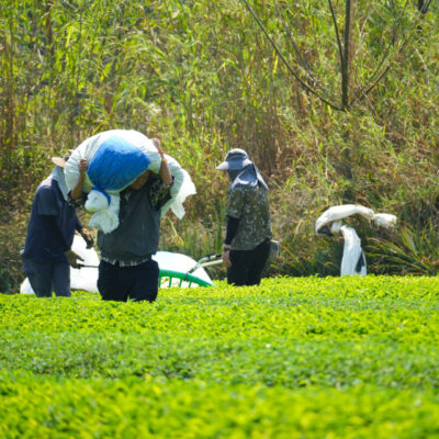 南投名間茶葉、茶農契作、茶葉批發供應商