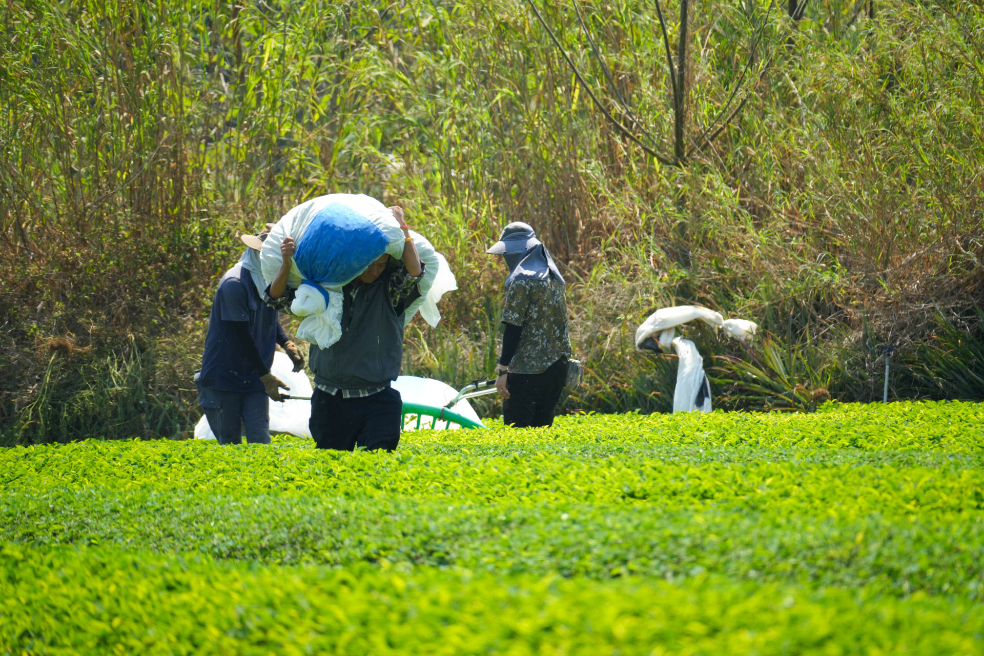 南投名間茶葉茶農契作茶葉批發供應商 大晃茶業手搖飲茶葉批發商 南投名間茶葉茶農契作茶葉批發供應商