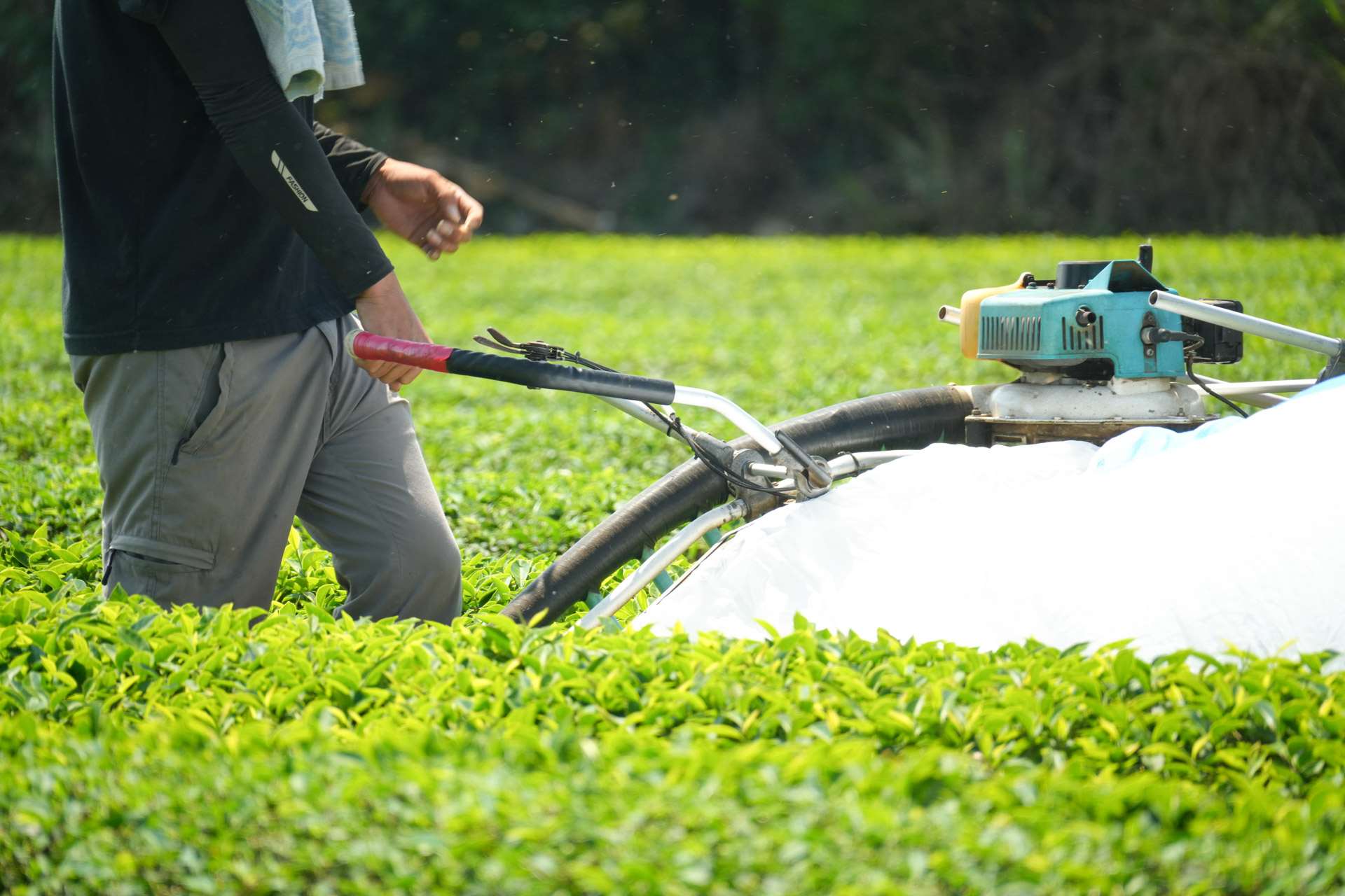 南投名間茶葉茶農契作茶葉批發供應商 大晃茶業手搖飲茶葉批發商 南投名間茶葉茶農契作茶葉批發供應商