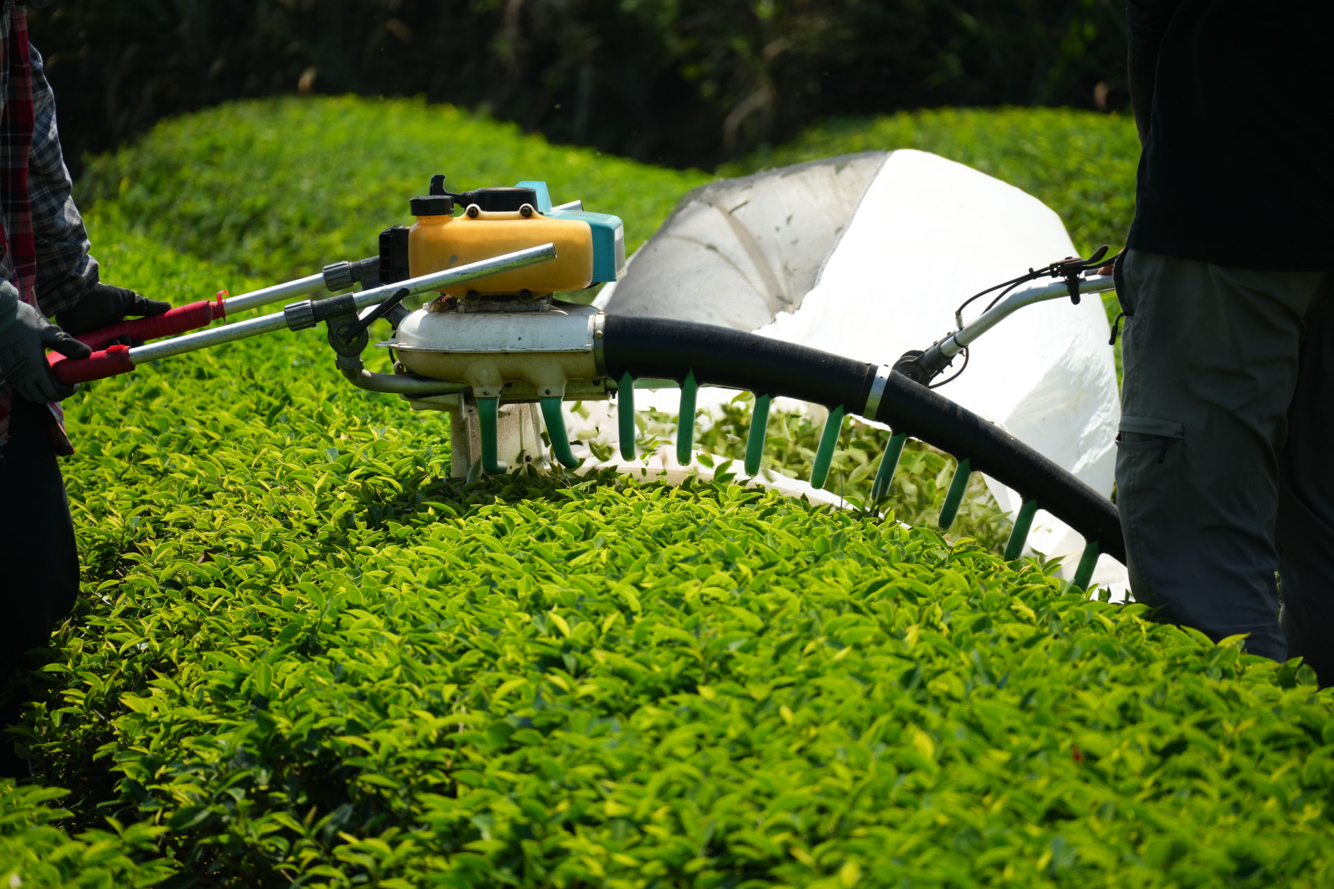 南投名間茶葉茶農契作茶葉批發供應商 大晃茶業手搖飲茶葉批發商 南投名間茶葉茶農契作茶葉批發供應商